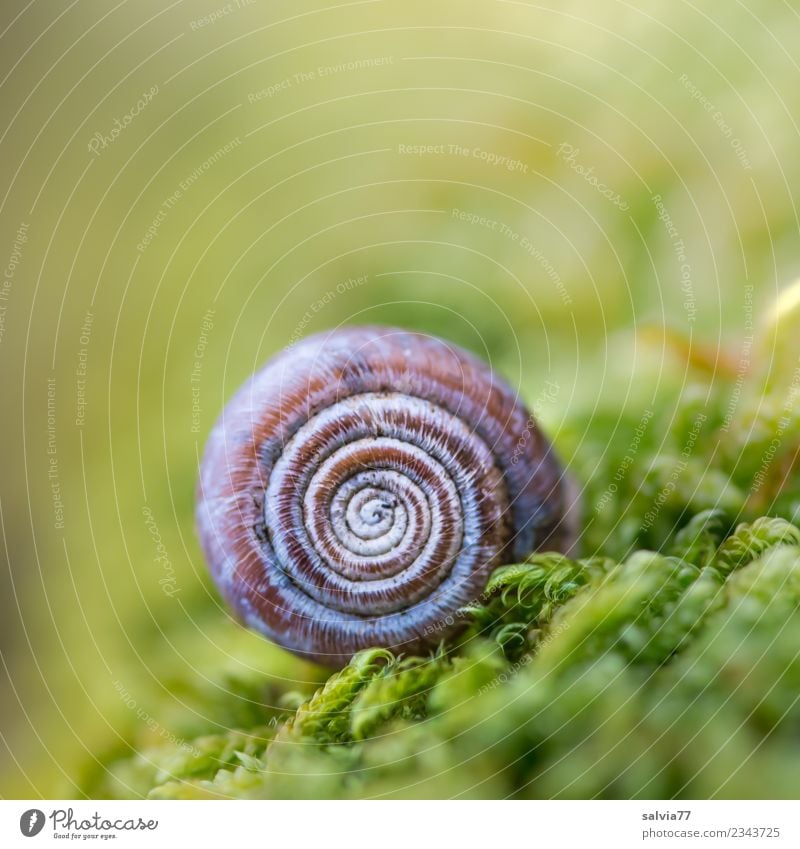 Häuschen im Moos Natur Erde Pflanze Grünpflanze Schnecke Schneckenhaus ästhetisch außergewöhnlich natürlich rund weich braun grün einzigartig Schutz Stimmung