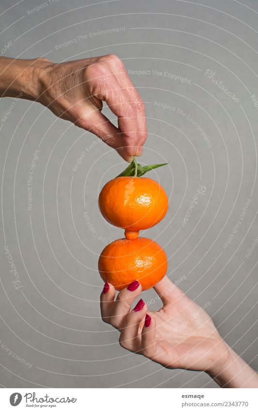 Hände mit zwei Orangen auf grauem Hintergrund Lebensmittel Ernährung Essen Frühstück Mittagessen Büffet Brunch Bioprodukte Vegetarische Ernährung Diät Slowfood