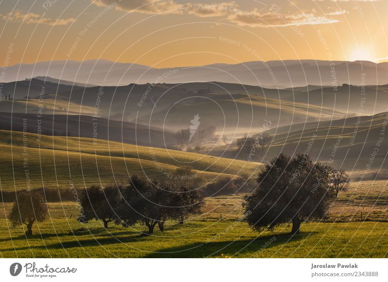 Toskanische Felder und Olivenbäume bei Sonnenaufgang in einem mystischen Nebel Ferien & Urlaub & Reisen Sommer Haus Natur Landschaft Pflanze Baum Gras Wiese