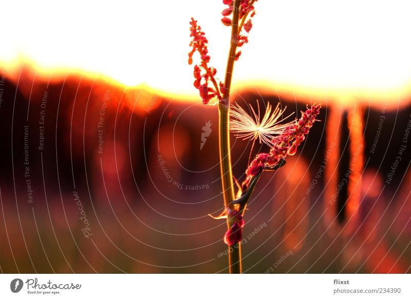 Durch die Blume Horizont Sonnenlicht Frühling Schönes Wetter Gras Wiese Zufriedenheit Frühlingsgefühle Romantik Farbfoto Nahaufnahme Textfreiraum links