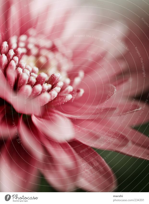 ein lieber Frühlingsgruß Natur Pflanze Sommer Blume Blüte grün rosa Unschärfe zart Nahaufnahme Pollen Farbfoto Außenaufnahme Detailaufnahme Anschnitt