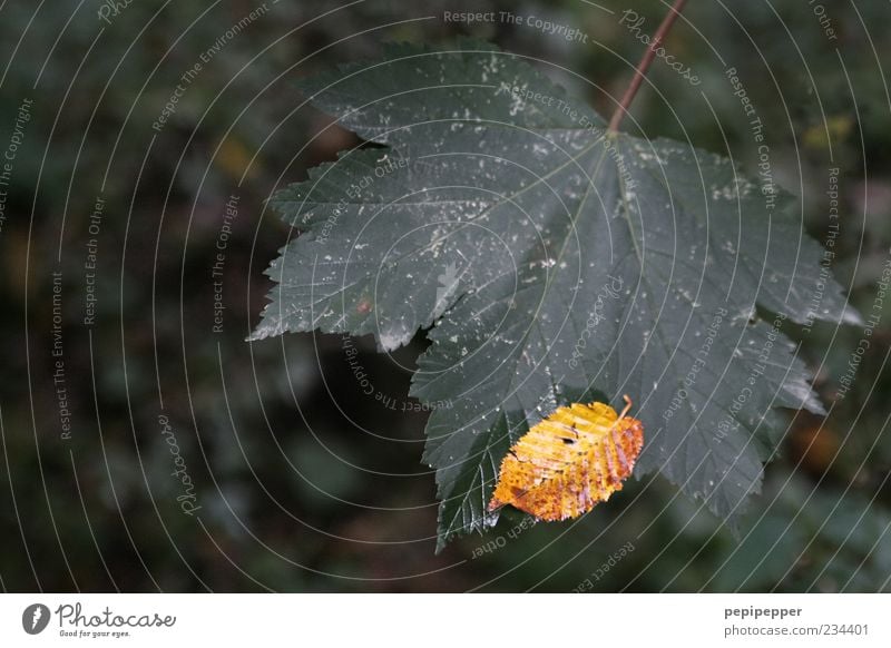 aufgefangen Pflanze Herbst Blatt Grünpflanze berühren dreckig hell gelb grün Natur Farbfoto Außenaufnahme Nahaufnahme Detailaufnahme Menschenleer Tag Schatten