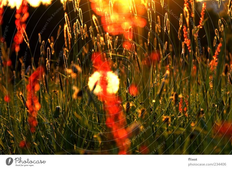 Frühlingsgeflüster 10 Minuten später Natur Schönes Wetter Gras Wiese Zufriedenheit Frühlingsgefühle Optimismus Hoffnung Romantik Farbfoto Außenaufnahme