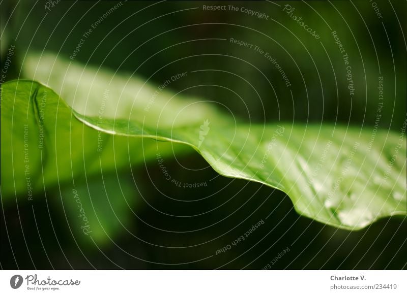 Blatt Natur Pflanze Grünpflanze ästhetisch außergewöhnlich einfach elegant natürlich grün schwarz Kraft schön authentisch beweglich Leben rein Umwelt Wachstum