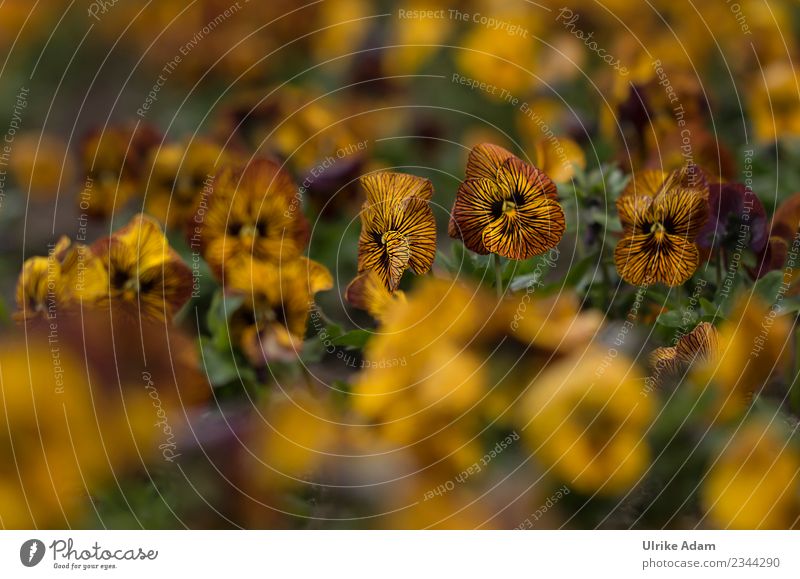 Gestreifte Stiefmütterchen ( Viola) Tapete Ostern Natur Pflanze Frühling Sommer Herbst Blume Blüte Stiefmütterchenblüte Garten Park Blühend außergewöhnlich