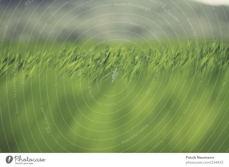 Horizontale Umwelt Natur Frühling Sommer Klima Gras Wiese ästhetisch frisch Unendlichkeit nah natürlich grün Kontrast Menschenleer Schwache Tiefenschärfe Feld