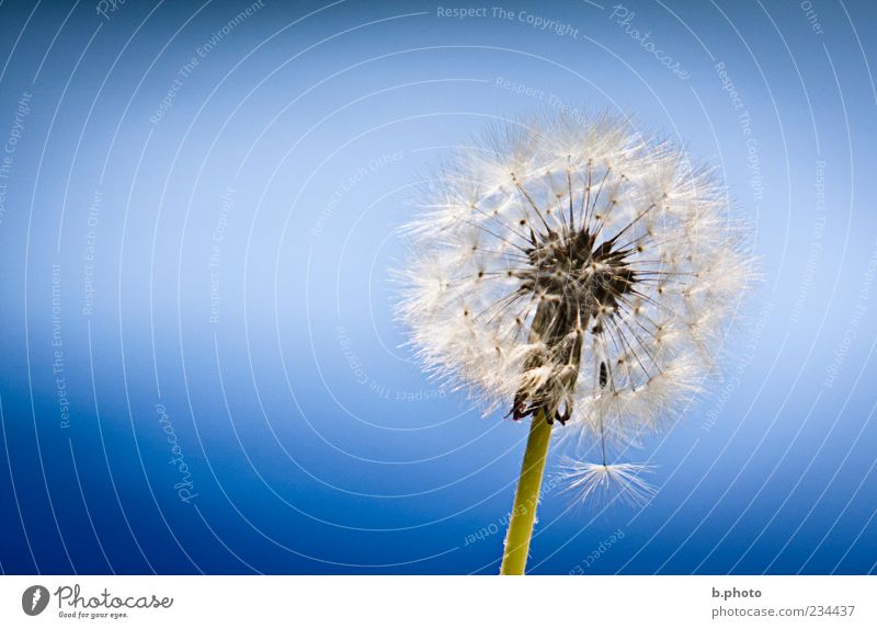 blue as the sky Umwelt Natur Pflanze Himmel Frühling Sommer Schönes Wetter Blume Grünpflanze Löwenzahn schön einzigartig elegant Wunsch Zusammenhalt Windstille