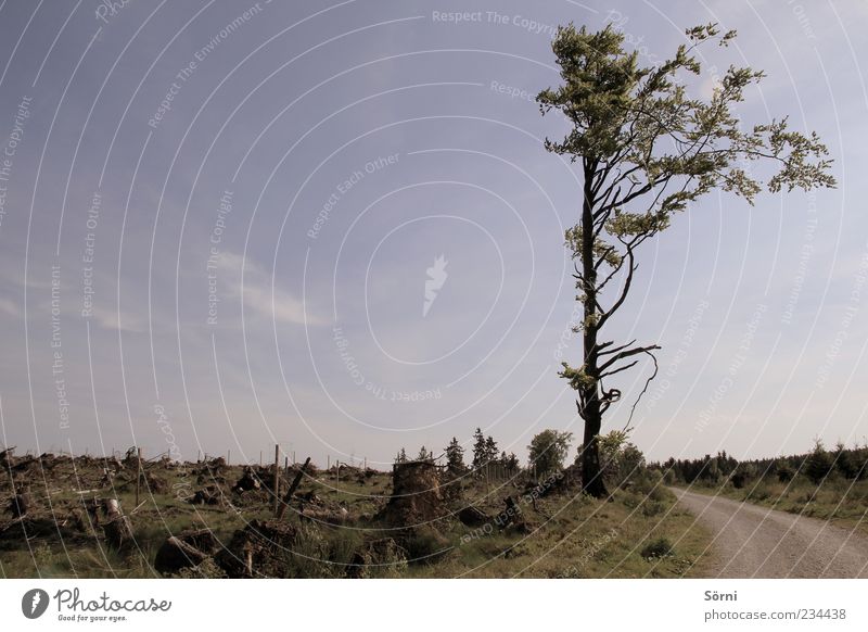 Tschüss Wald, Hallo Baum Umwelt Natur Landschaft Erde Himmel Sommer Klimawandel Schönes Wetter Pflanze Wege & Pfade Holz alt blau grün gefährlich Verfall