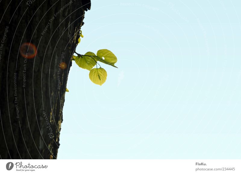 Stammhalter Umwelt Natur Pflanze Himmel Wolkenloser Himmel Sonnenlicht Sommer Baum Blatt Grünpflanze nachhaltig blau braun grün Hoffnung rein Wachstum Zukunft