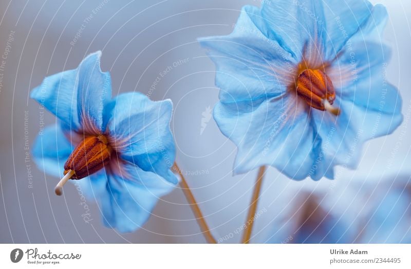 Blaue Kartoffelblüten Gemüse Natur Pflanze Sommer Blüte Blauer Schwede Kartoffeln Garten Bauerngarten Landwirtschaft Blühend glänzend leuchten außergewöhnlich