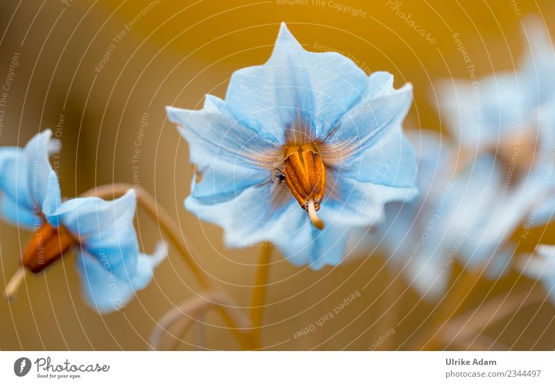 Kartoffelblüte "Blauer Schwede" Gemüse elegant Gesunde Ernährung Leben harmonisch Zufriedenheit Erholung ruhig Meditation Umwelt Natur Landschaft Pflanze