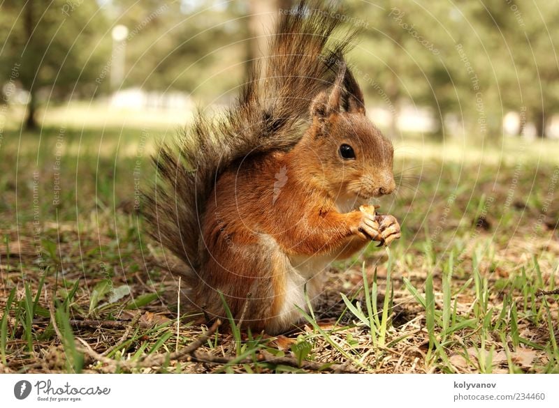 Eichhörnchen schön Tier Baum klein natürlich Geschwindigkeit braun Nizza Tierwelt Ohren Krallen amüsant fluffig rege Protein Menschenleer