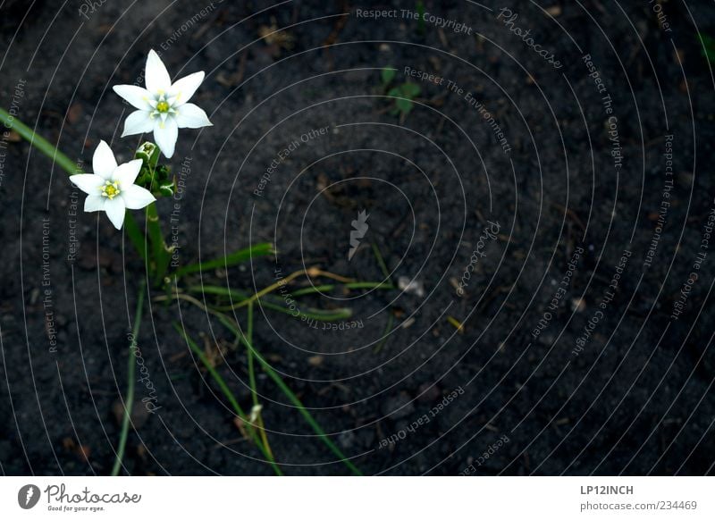 Untitled Garten Umwelt Natur Pflanze Erde Frühling Sommer Blume Feld Blühend trist trocken gelb schwarz weiß Traurigkeit Stern (Symbol) Farbfoto Außenaufnahme