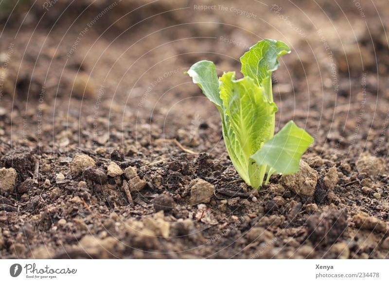 Wer sät, der ... Frühling Pflanze Wachstum frisch braun grün Eigenanbau Eisbergsalat Jungpflanze Farbfoto Außenaufnahme Nahaufnahme Menschenleer