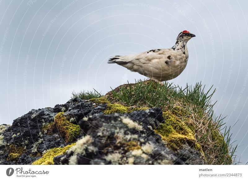 Alpenschneehuhn Frühling Gras Moos Felsen Tier Wildtier Vogel 1 beobachten natürlich gelb grau grün rot weiß Island Regen Außenaufnahme Nahaufnahme Menschenleer