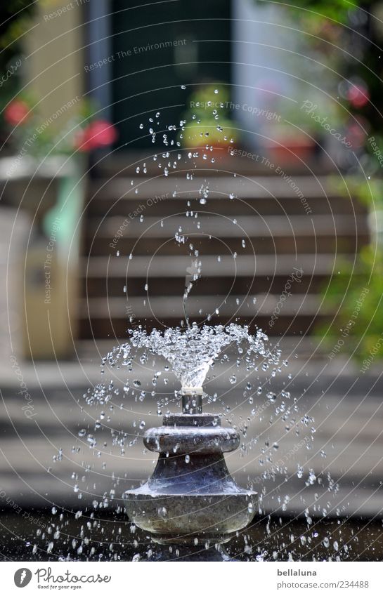 Suses Jungbrunnen Wasser Wassertropfen Schönes Wetter Pflanze Blume Garten Park schön Teneriffa Puerto de la Cruz Brunnen Springbrunnen sprudelnd Farbfoto