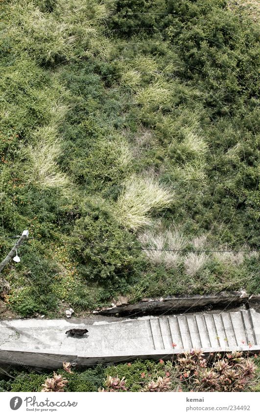 Ein Hund geht Umwelt Natur Pflanze Sommer Schönes Wetter Sträucher Grünpflanze Wildpflanze Treppe Haustier 1 Tier gehen grün Einsamkeit einzeln Farbfoto