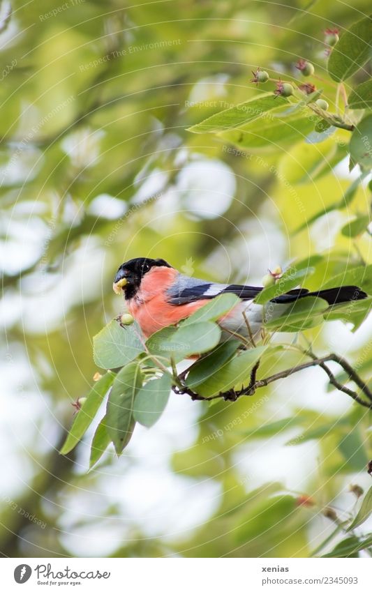 rot leuchtender Dompfaff mit Kernobst im Schnabel sitzt in der Felsenbirne Vogel Gimpel Natur Frühling Baum Blatt Grünpflanze Rosengewächse Felsenfrucht Garten