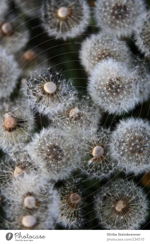 Vergänglich Natur Pflanze Frühling Blume Samen Feld stehen ästhetisch Verfall Vergänglichkeit Fortpflanzung mehrere zart fein luftig Löwenzahn Haarflieger