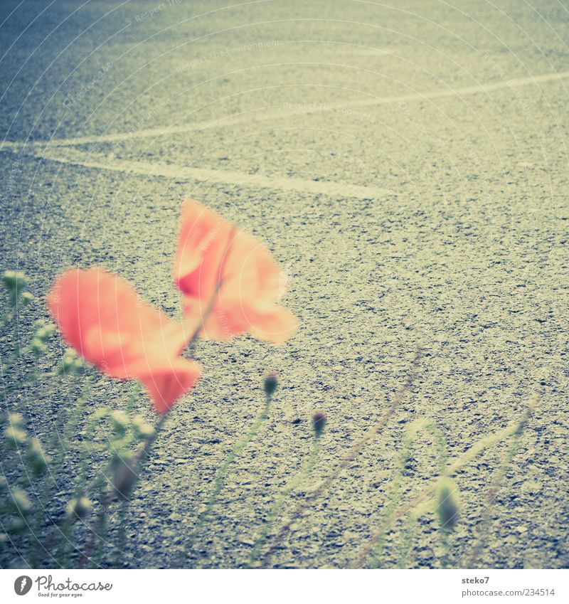 Streetview Pflanze Blüte Straße grau rot schwarz Natur Wege & Pfade Asphalt Mohnblüte Retro-Farben Straßenrand Gedeckte Farben Außenaufnahme Nahaufnahme