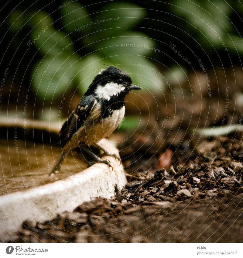 Meisenbadezeit Umwelt Natur Frühling Tier Wildtier Vogel Tannenmeise 1 authentisch klein nass niedlich braun grün schwarz Farbfoto Außenaufnahme Tag