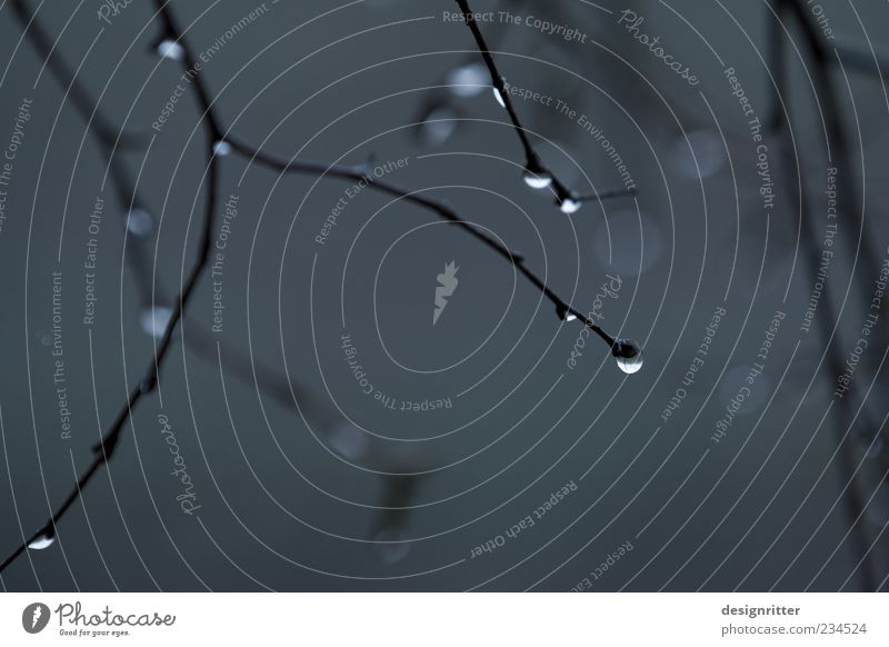 Novemberdiamanten Natur Luft Wasser Wassertropfen Klima Wetter schlechtes Wetter Nebel Regen Pflanze Sträucher Zweig dunkel Hoffnung Glaube Traurigkeit