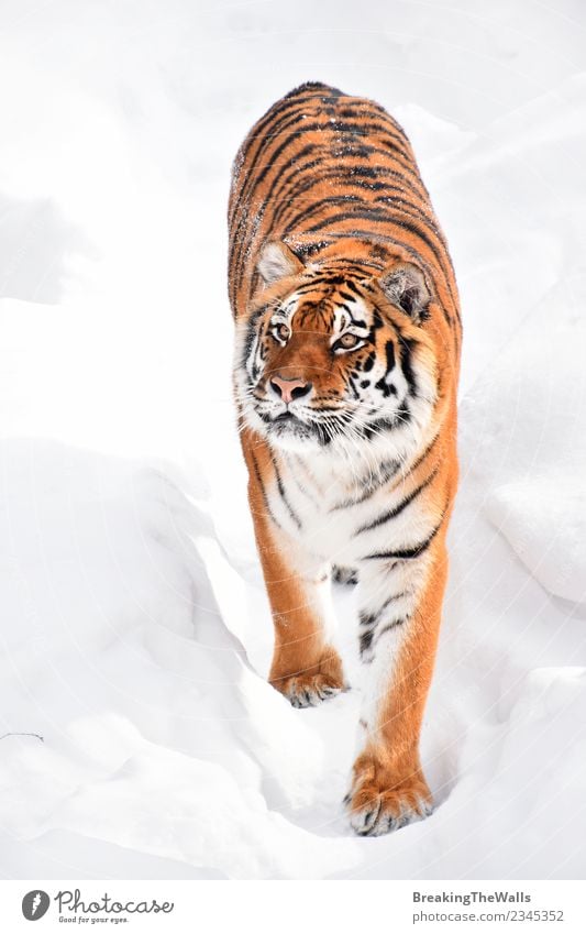 Hochwinkelansicht des Tigers beim Gehen auf Schnee Natur Tier Winter Wildtier Tiergesicht Zoo Amur-Tiger sibirischer Tiger Raubkatze Katze Säugetier