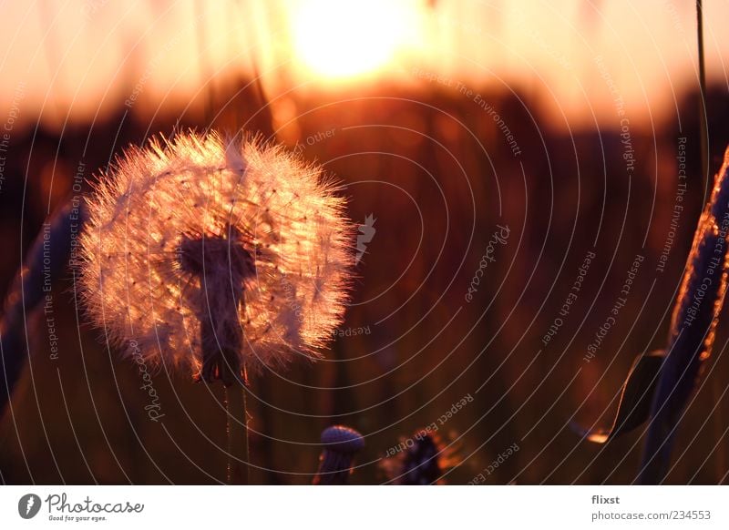 Frühlingsgeflüster 4 Schönes Wetter Blume Zufriedenheit Frühlingsgefühle Löwenzahn Farbfoto Außenaufnahme Textfreiraum rechts Dämmerung Reflexion & Spiegelung