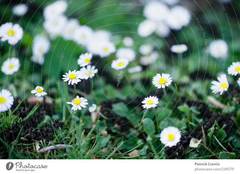 We gathered in spring Umwelt Natur Pflanze Frühling Wetter Blume Blüte Grünpflanze Wildpflanze Freundlichkeit Fröhlichkeit frisch schön Originalität weiß