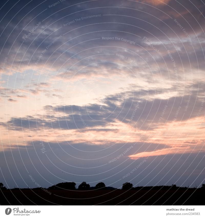 ABENDSTIMMUNG Umwelt Natur Landschaft Pflanze Himmel Wolken Nachthimmel Horizont Sonnenaufgang Sonnenuntergang Sommer Schönes Wetter Baum Wiese Feld ästhetisch