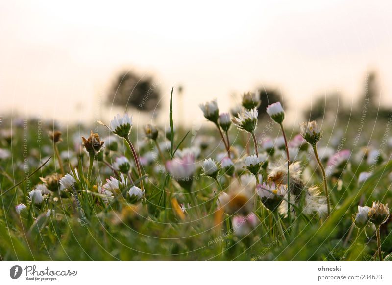 Good Morning again Natur Pflanze Schönes Wetter Blume Gänseblümchen Park Wiese grün Optimismus friedlich Hoffnung Farbfoto Außenaufnahme Textfreiraum oben