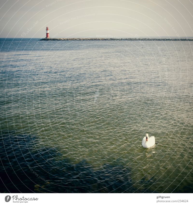 der schwan Umwelt Natur Landschaft Urelemente Wasser Himmel Wolkenloser Himmel Horizont Schönes Wetter Küste Ostsee Meer Tier Vogel Schwan 1 Schwimmen & Baden