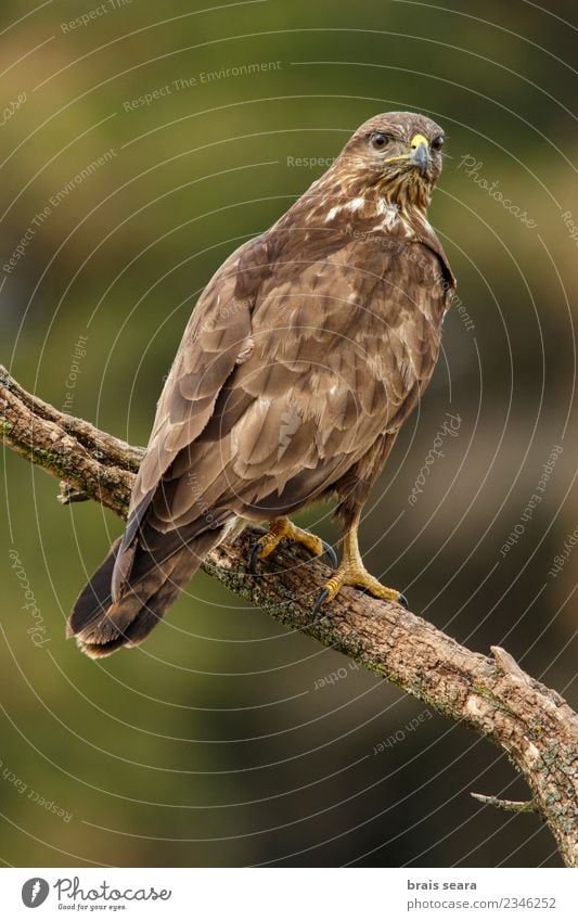 Mäusebussard (Buteo buteo), auf einem Baumstamm sitzend, Kastilien und León, Spanien. schön Leben Umwelt Natur Tier Wald Wildtier Vogel Flügel 1 natürlich wild