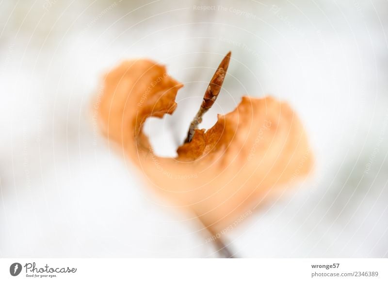 Jahreszeiten | trockenes Blatt I Natur Pflanze Frühling Herbst Sträucher Wald nah braun vertrocknet herbstlich Herbstlaub Zweige u. Äste Querformat Farbfoto