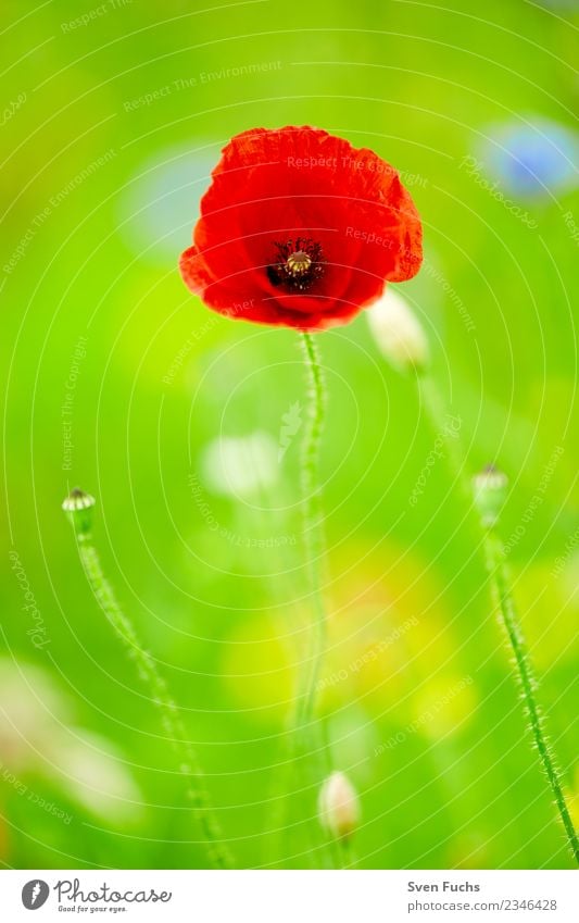 Mohnblüte Glück Sommer Natur Pflanze Frühling Blume Blüte Wildpflanze Wiese Fröhlichkeit frisch grün rot blühen leuchten offen geschlossen knospe jung