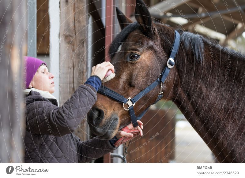 Wenn Pferde schnurren könnten... Freizeit & Hobby Reiten Sport Reitsport Reitstall Reiter Pferdezucht Mensch feminin Frau Erwachsene 1 30-45 Jahre Jacke Mütze