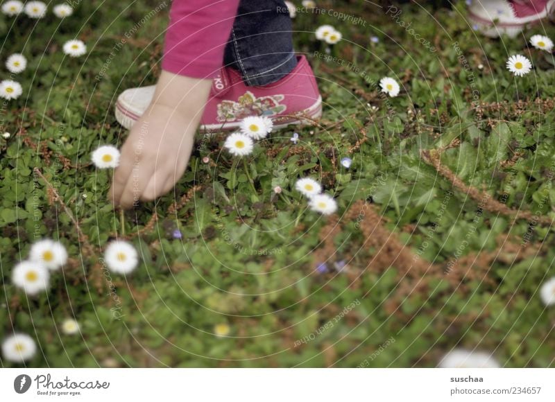 .. na gut, aber nur eins. Mädchen Hand Finger Fuß 1 Mensch 3-8 Jahre Kind Kindheit Natur Pflanze Frühling Sommer Schönes Wetter Blüte Wiese pflücken Blume