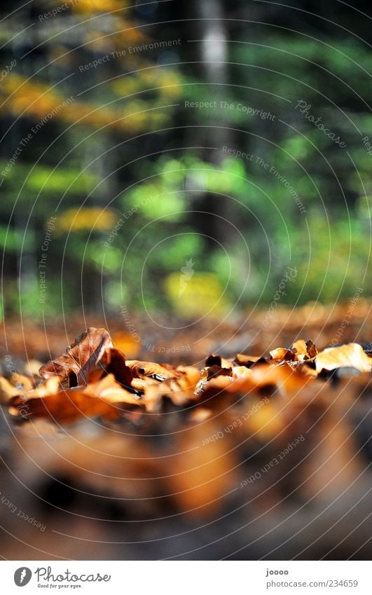 Herbstlaub Natur Pflanze Erde Baum Gras Blatt Wald braun Farbfoto Gedeckte Farben Außenaufnahme Detailaufnahme Experiment Textfreiraum oben