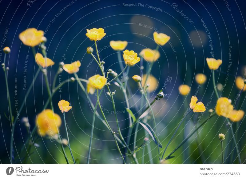 Blumenfoto Natur Frühling Wildpflanze Hahnenfuß Wiesenblume Frühlingsgefühle Farbfoto Außenaufnahme Menschenleer Tag Sonnenlicht Schwache Tiefenschärfe mehrere