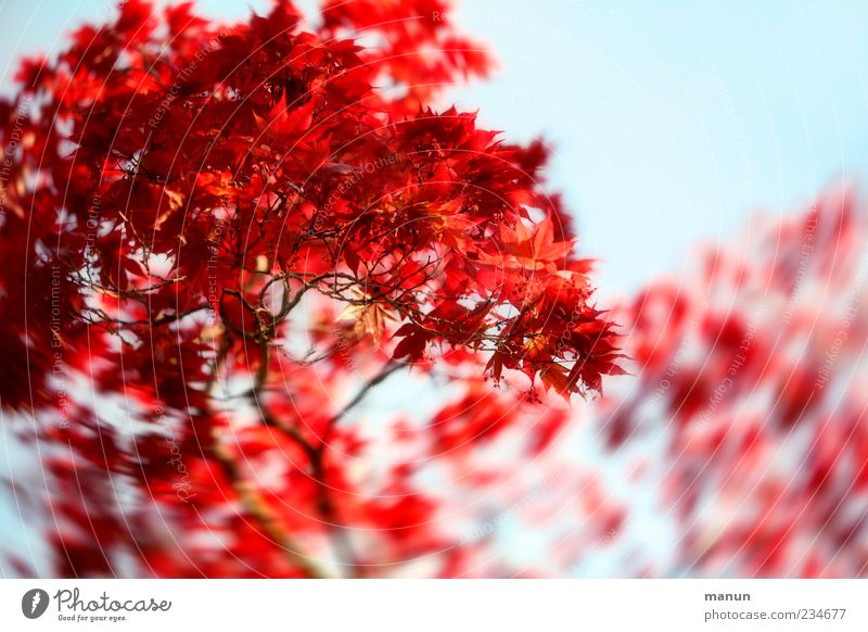 Ahornfoto Natur Frühling Baum Blatt Zweige u. Äste Ahornzweig natürlich schön blau rot Frühlingsgefühle Farbfoto Außenaufnahme Menschenleer Textfreiraum rechts