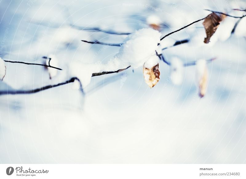 Winterfoto Natur Eis Frost Schnee Baum Blatt Zweige u. Äste authentisch hell kalt natürlich schön blau weiß Farbfoto Außenaufnahme Menschenleer