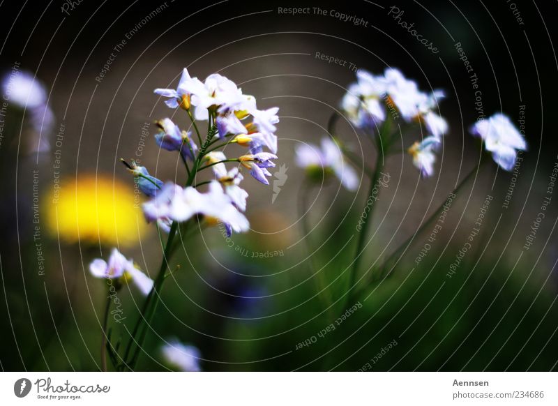 verblümt Sommer Natur Pflanze Sonnenlicht Frühling Schönes Wetter Blume Blüte Blühend Duft Wachstum schön violett Frühlingsgefühle ruhig Farbfoto Außenaufnahme