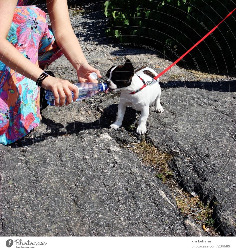 sommerfrische Trinkwasser Ausflug Sommer Frau Erwachsene Arme 1 Mensch Armband Haustier Hund Tier füttern trinken Wasserflasche Welpe Farbfoto Außenaufnahme Tag