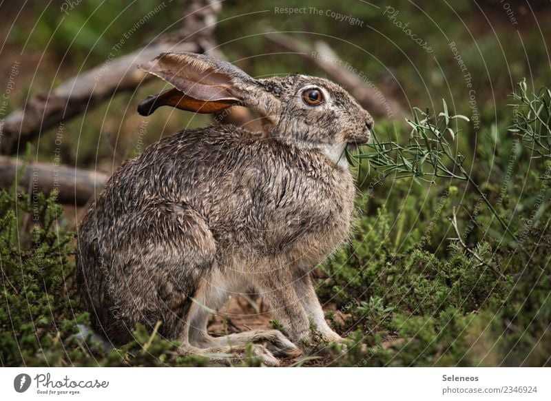 Osterhase Hase Wildtier Hase & Kaninchen Tier Außenaufnahme Farbfoto Menschenleer Tag Natur braun Umwelt Gras Fell natürlich Tierporträt niedlich Hasenohren