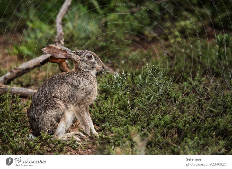 Freiheit Ausflug Abenteuer Expedition Umwelt Natur Regen Gras Sträucher Garten Park Tier Wildtier Tiergesicht Hase & Kaninchen Hasenohren nass natürlich