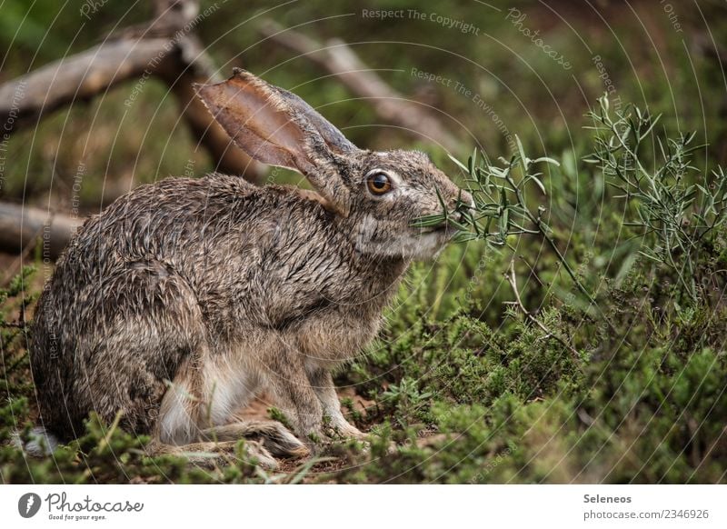 Osterhasi im Regen Ausflug Freiheit Safari Umwelt Gras Sträucher Wiese Feld Tier Wildtier Tiergesicht Hase & Kaninchen Hasenohren 1 nah nass natürlich Farbfoto