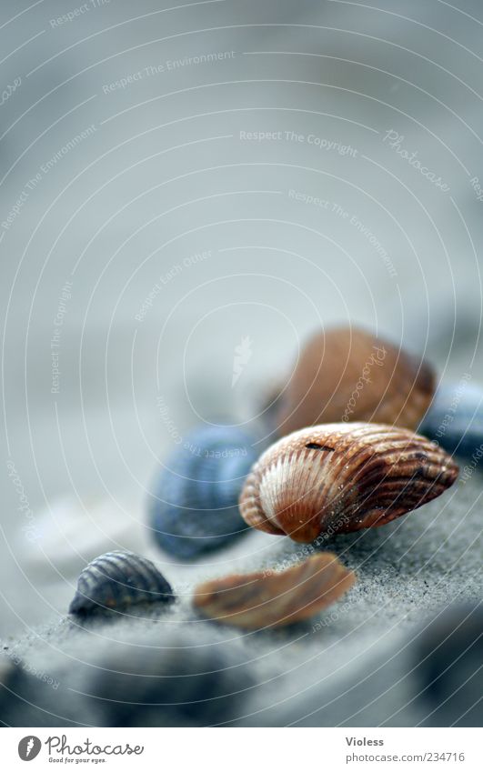 Spiekeroog | Cockles in the sand Sommer Strand Insel Muschel Sand Erholung Herzmuschel Strandgut Farbfoto Außenaufnahme Makroaufnahme Textfreiraum oben