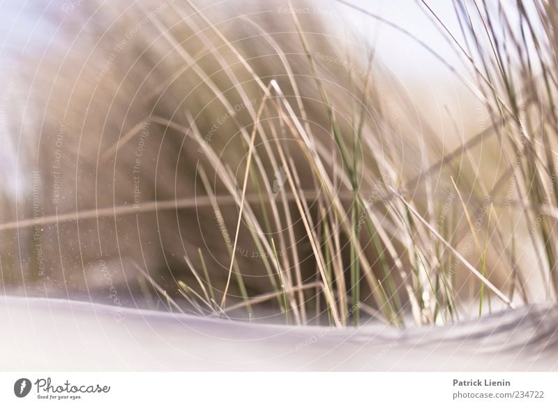 Spiekeroog | Clothes of Sand Umwelt Natur Landschaft Pflanze Urelemente Sonnenlicht Küste Strand schön Stimmung Einsamkeit Erholung Freude geheimnisvoll