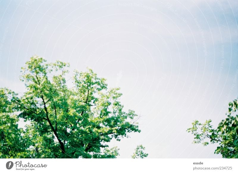 senkrechtstarter Natur Pflanze Luft Himmel Sonnenlicht Frühling Schönes Wetter Baum Blatt Bewegung Duft leuchten Tanzen Wachstum frei frisch hoch natürlich