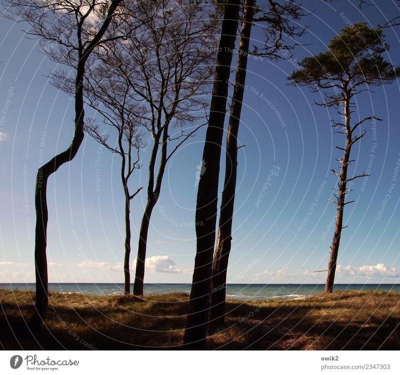 Die da oben Umwelt Natur Landschaft Pflanze Himmel Wolken Horizont Herbst Schönes Wetter Baum Gras Ostsee Weststrand stehen Wachstum dünn fest groß hoch blau